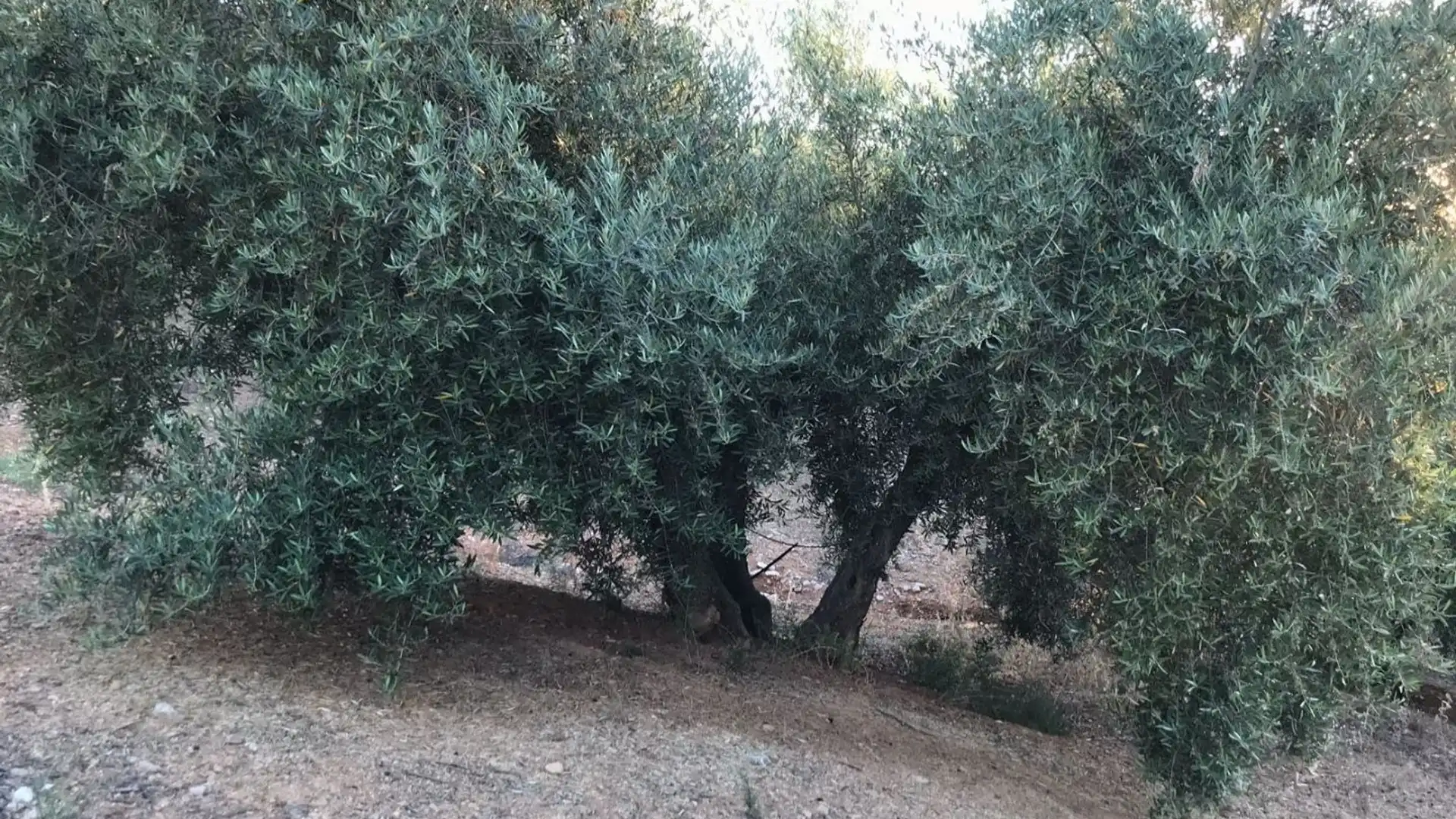 Terreno en venta en Deifontes