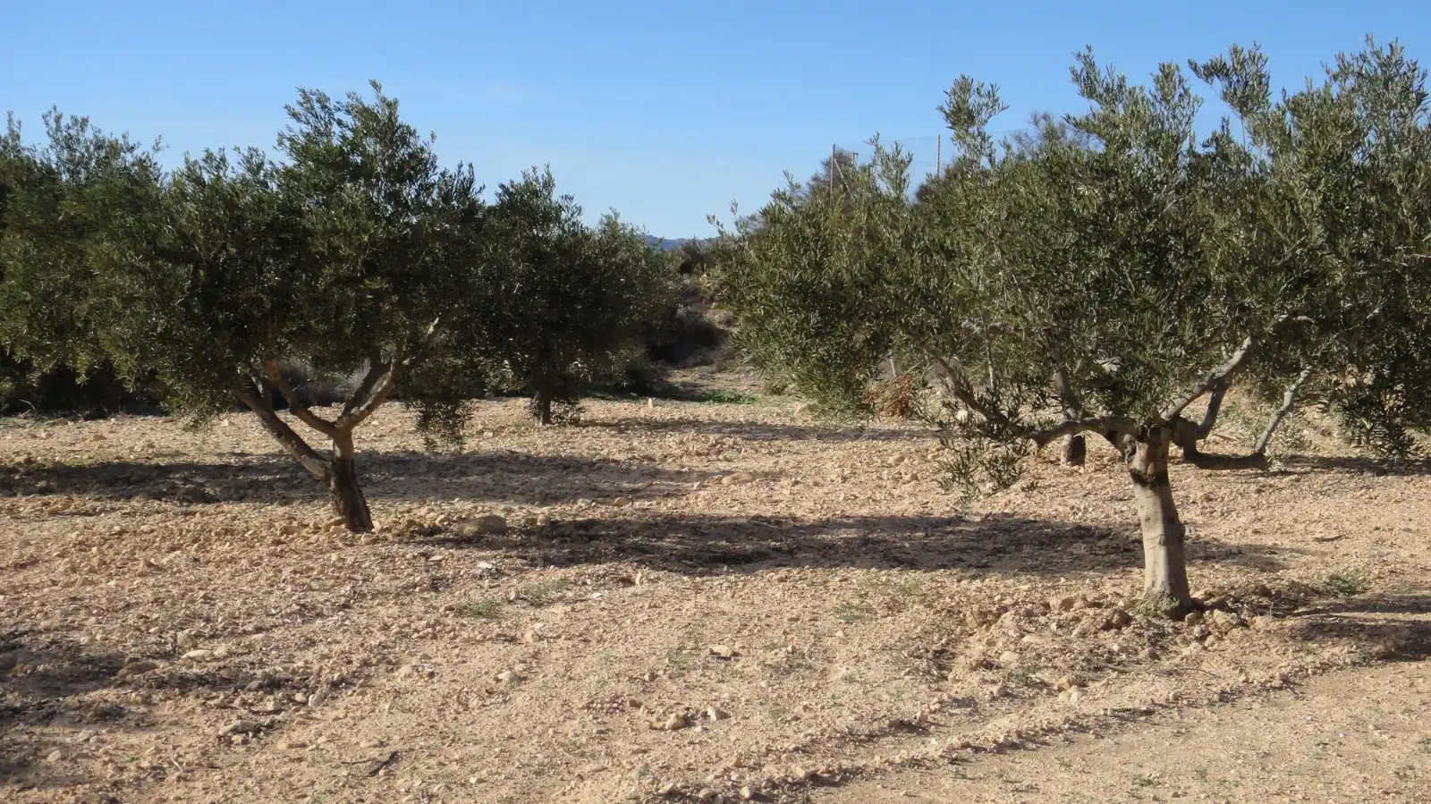 Terreno rustico in vendita a Campo de Murcia, imagen 10