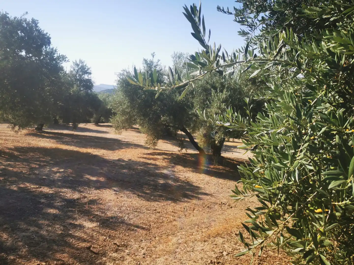Terreni e lotti in vendita a Algarinejo, imagen 2