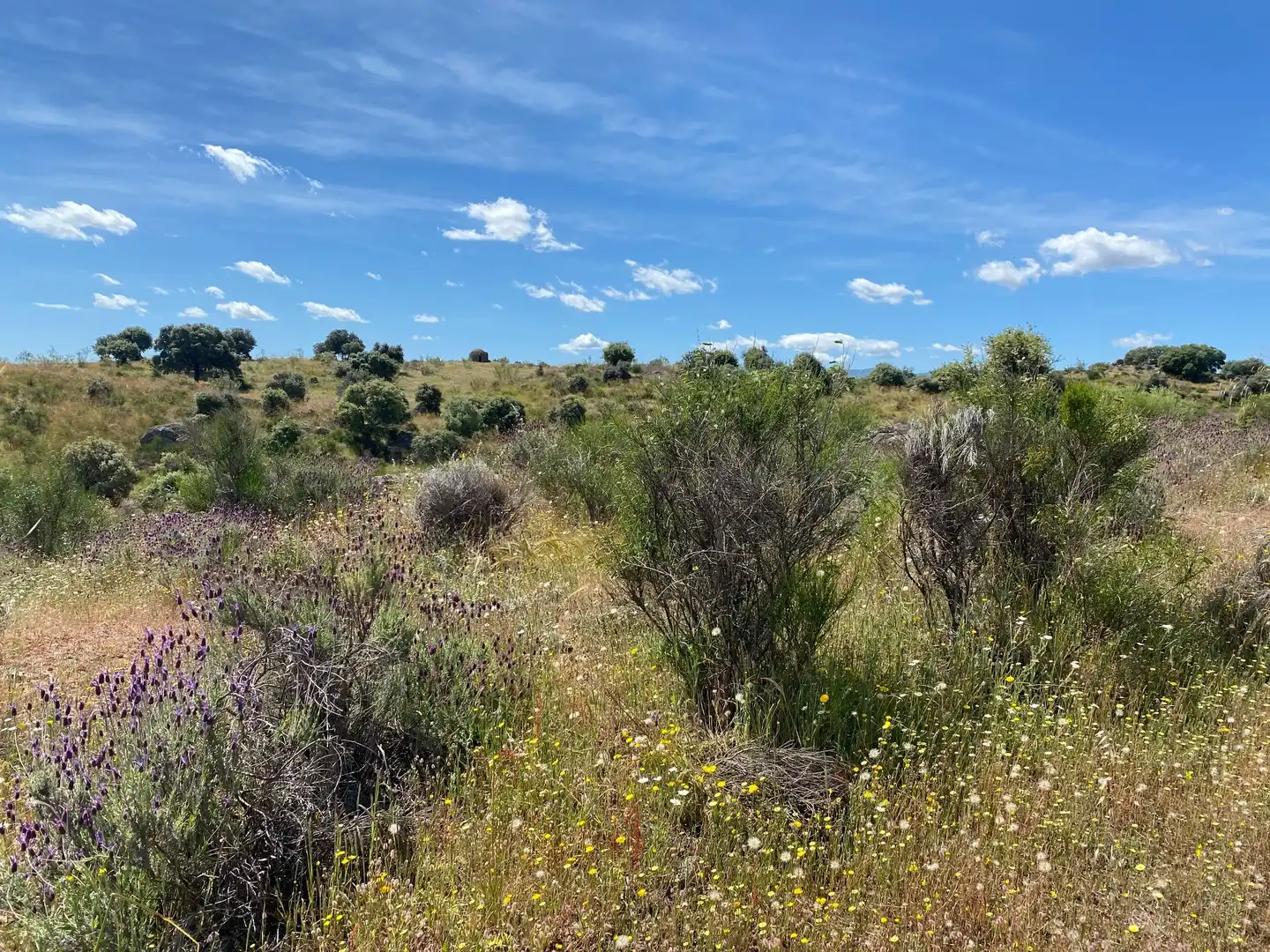 Terreni e lotti in vendita a Villar del Pedroso, imagen 30