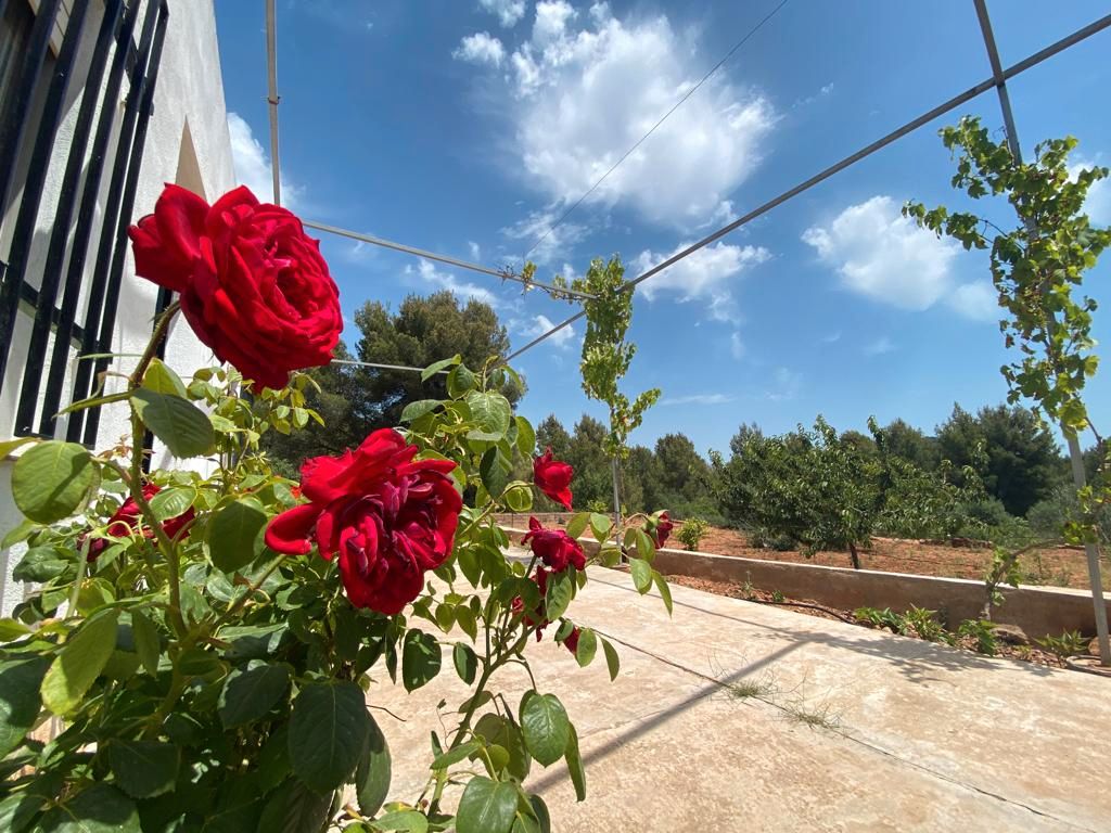 Jardí de Finca rústica en venda en Onda amb Piscina comunitària