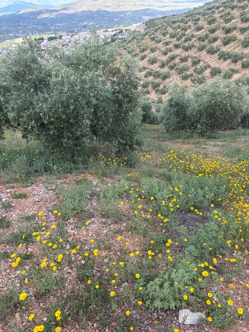 Terreny rústic en venda a Priego de Córdoba, imagen 4