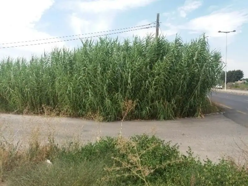 Terreny rústic en venda a HACIENDA AZACAYA, imagen 3