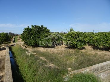Terreno rustico in vendita a Algemesí