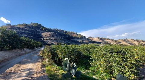 Terreno rustico de limoneros, imatge 2