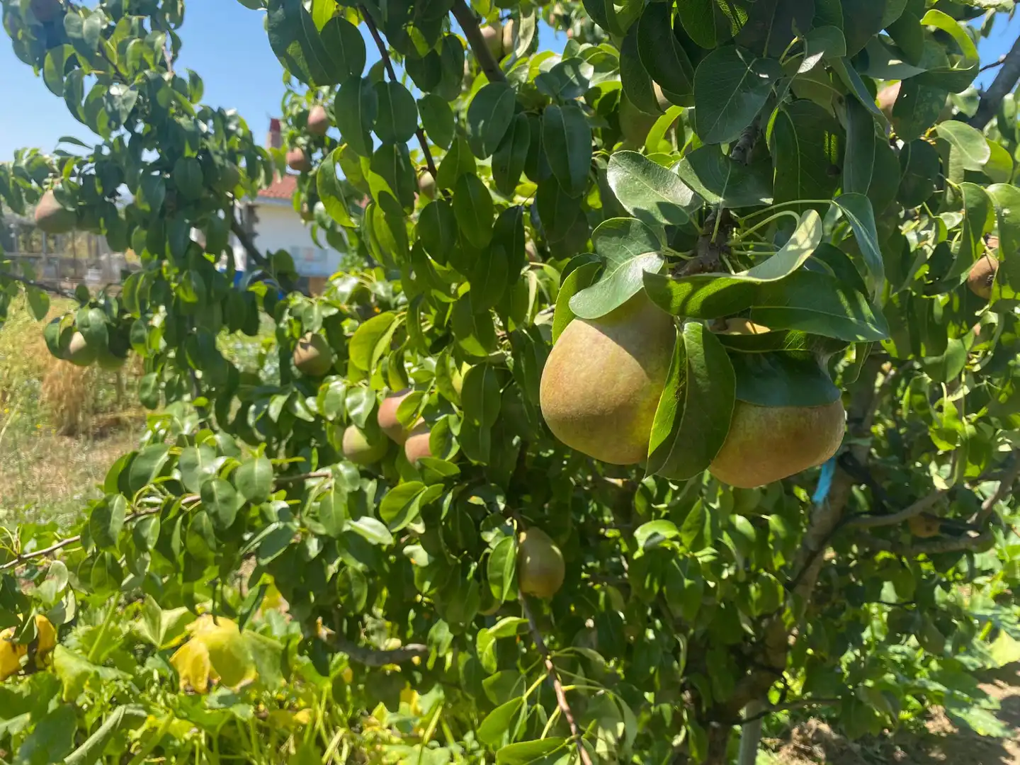Maison avec jardin à vendre à Medina de Pomar, imagen 2