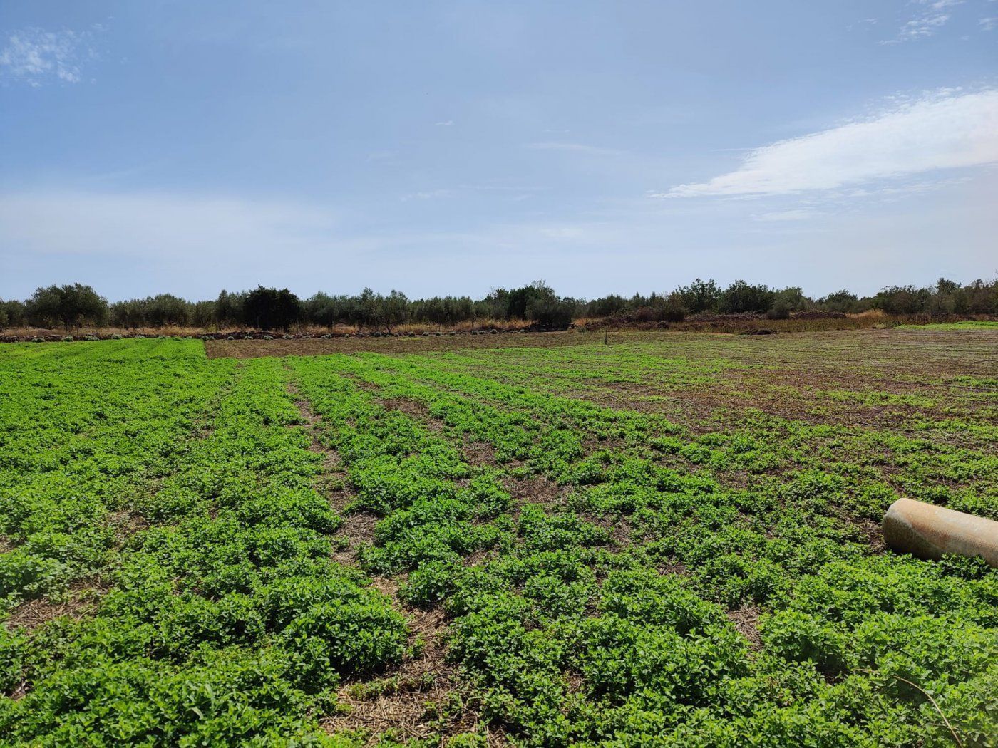 Finca rústica en venda en San Rafael del Río
