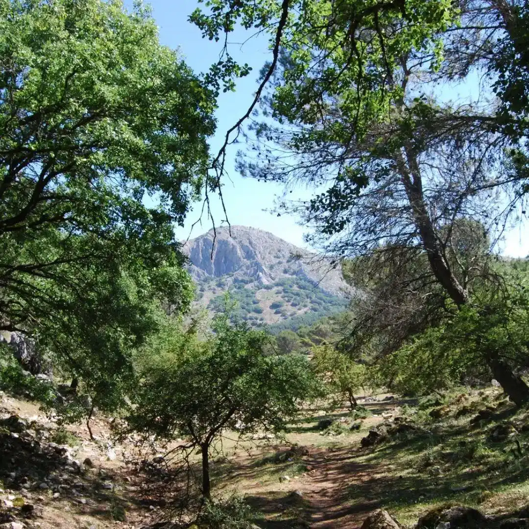 Gewerbefläche zur Übernahme in Villanueva del Rosario, imagen 4