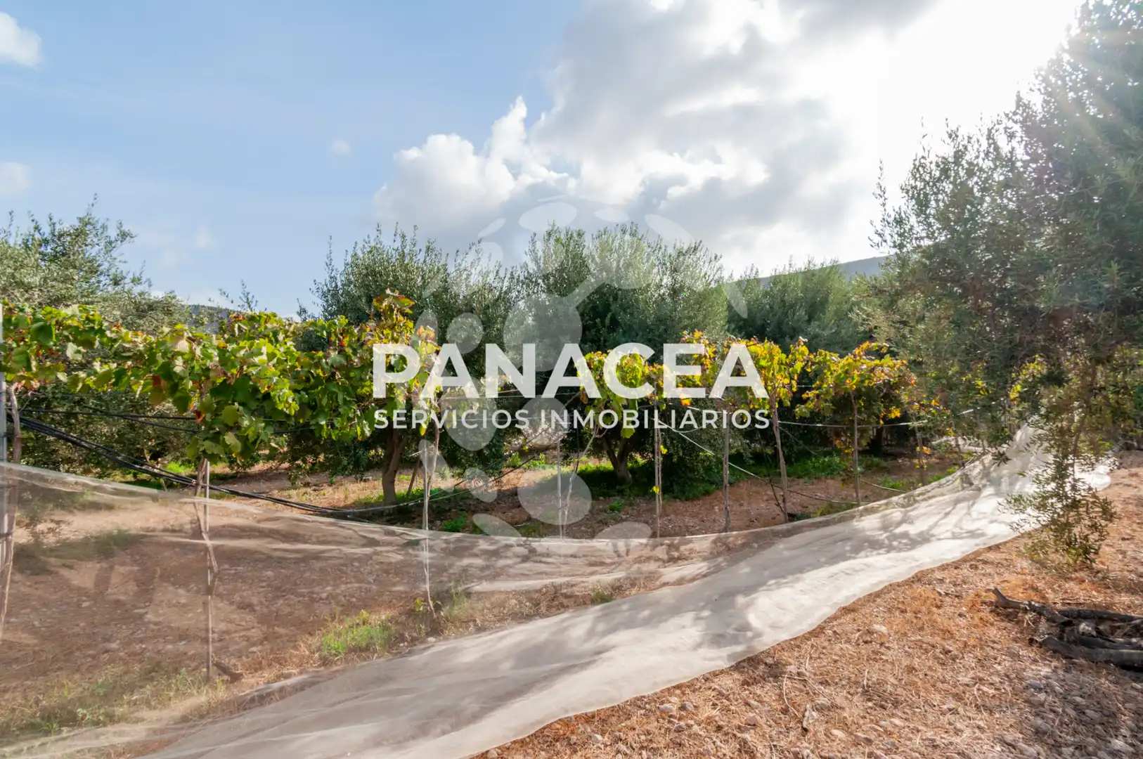 Finca rústica en venta en Vícar Pueblo
