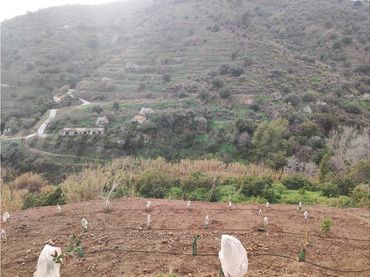 Terreno rustico in vendita a Torrox Pueblo