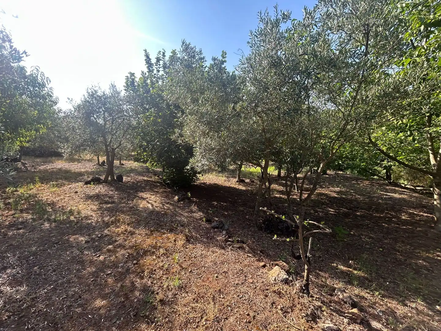 Rural land for sale in Torre de Don Miguel, imagen 10