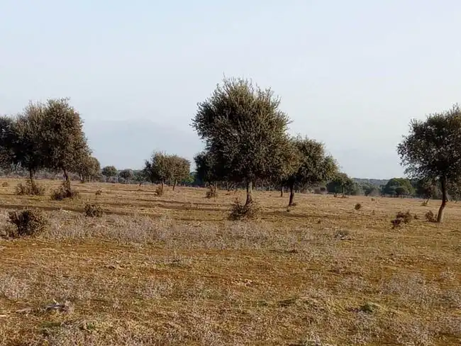 Land for sale in Talavera de la Reina