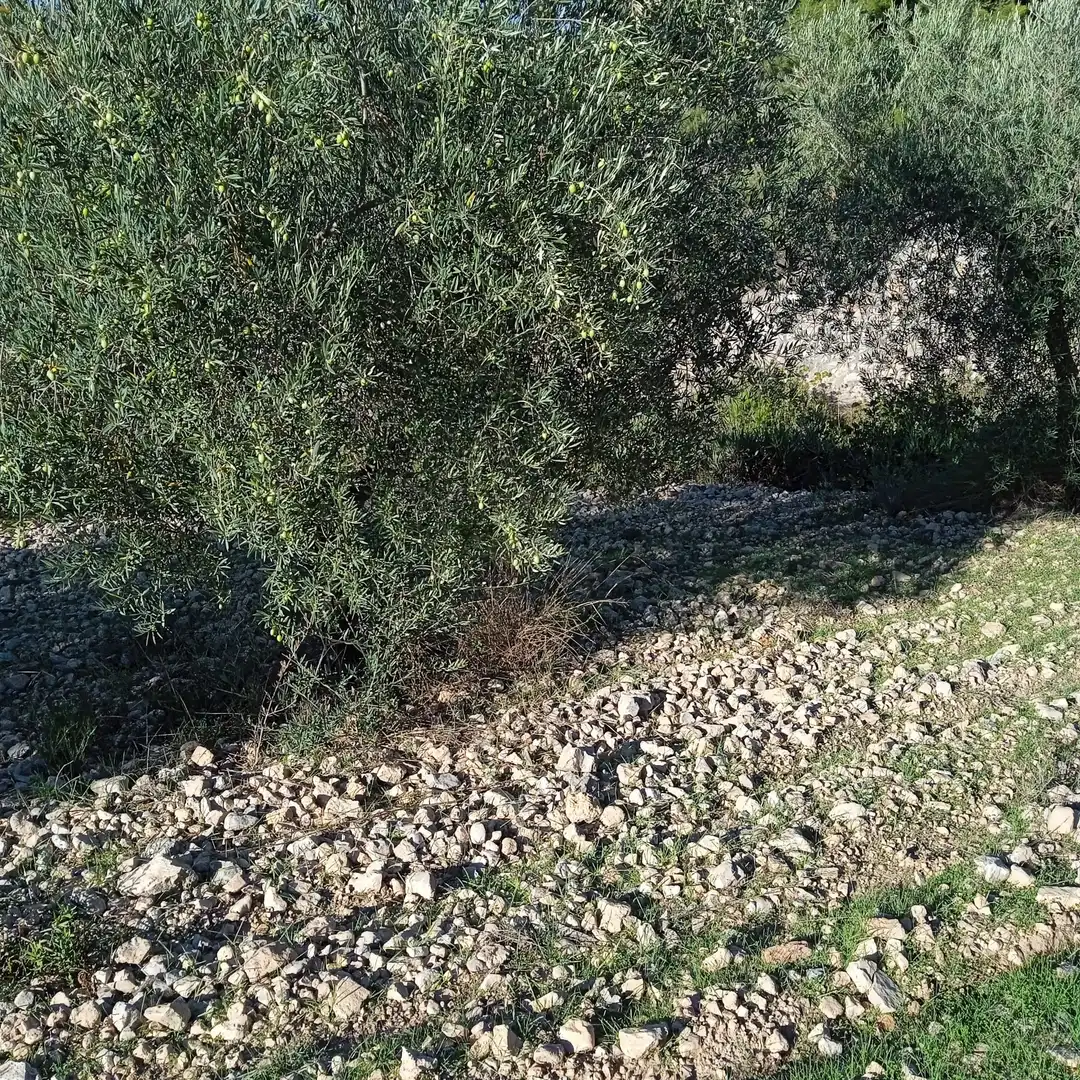 Terreny rústic en venda a La Romana, imagen 5