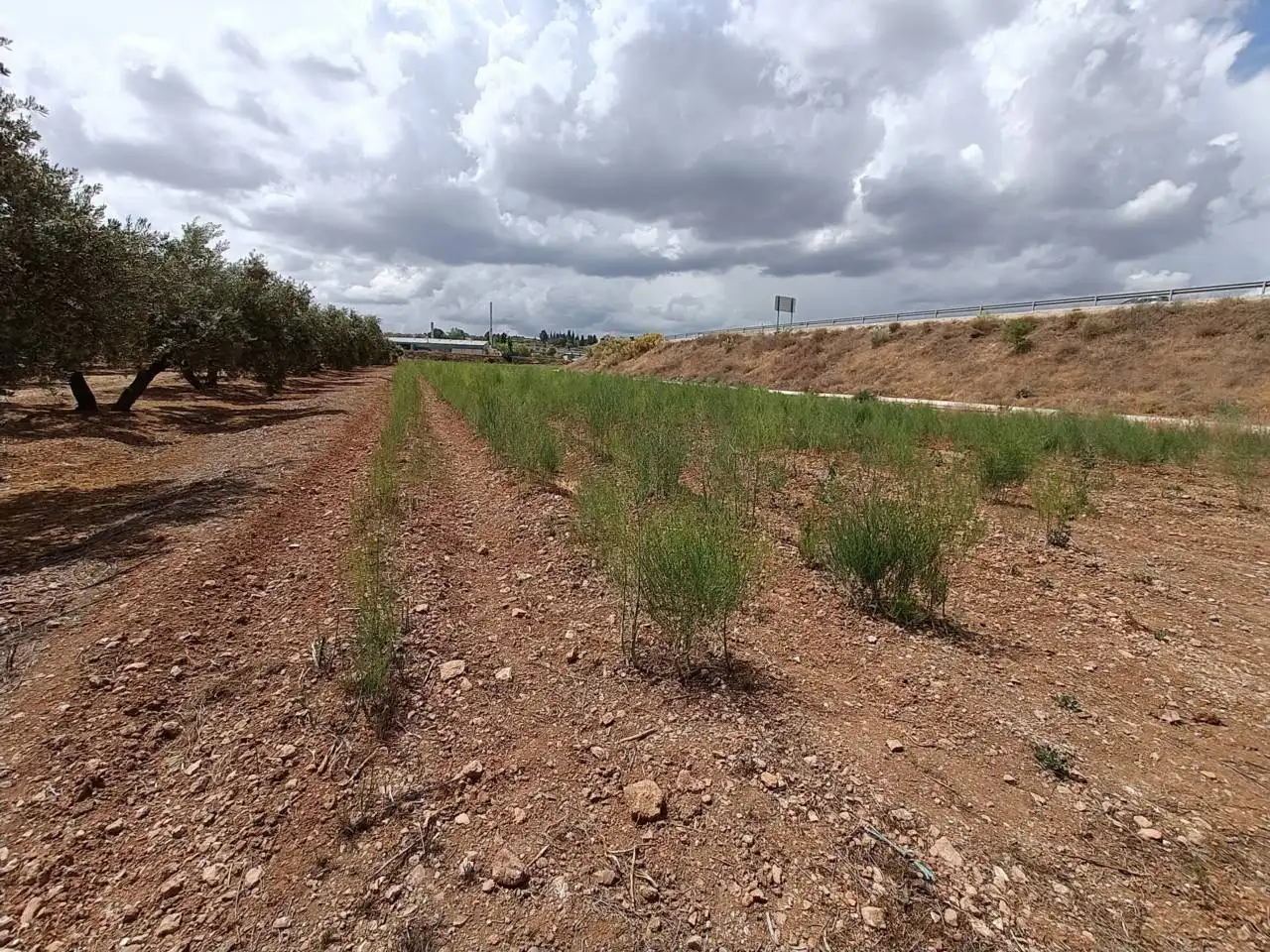 Rural land for sale in Moraleda de Zafayona, imagen 8