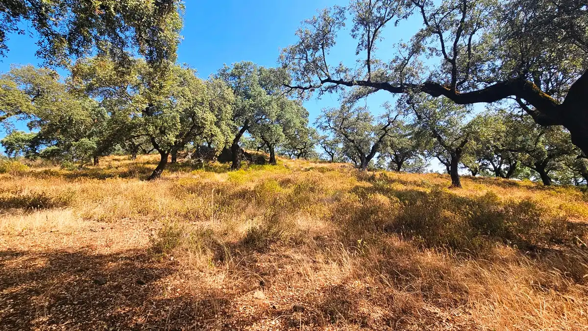 Terrenos y solares en venta en Dehesa 8, imagen 18