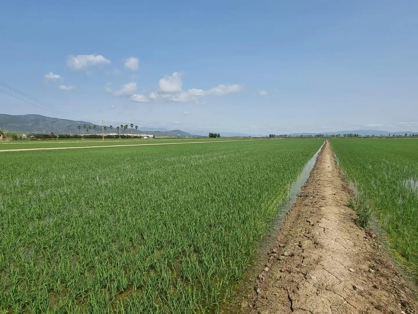 Exterior view of Land for sale in La Ràpita