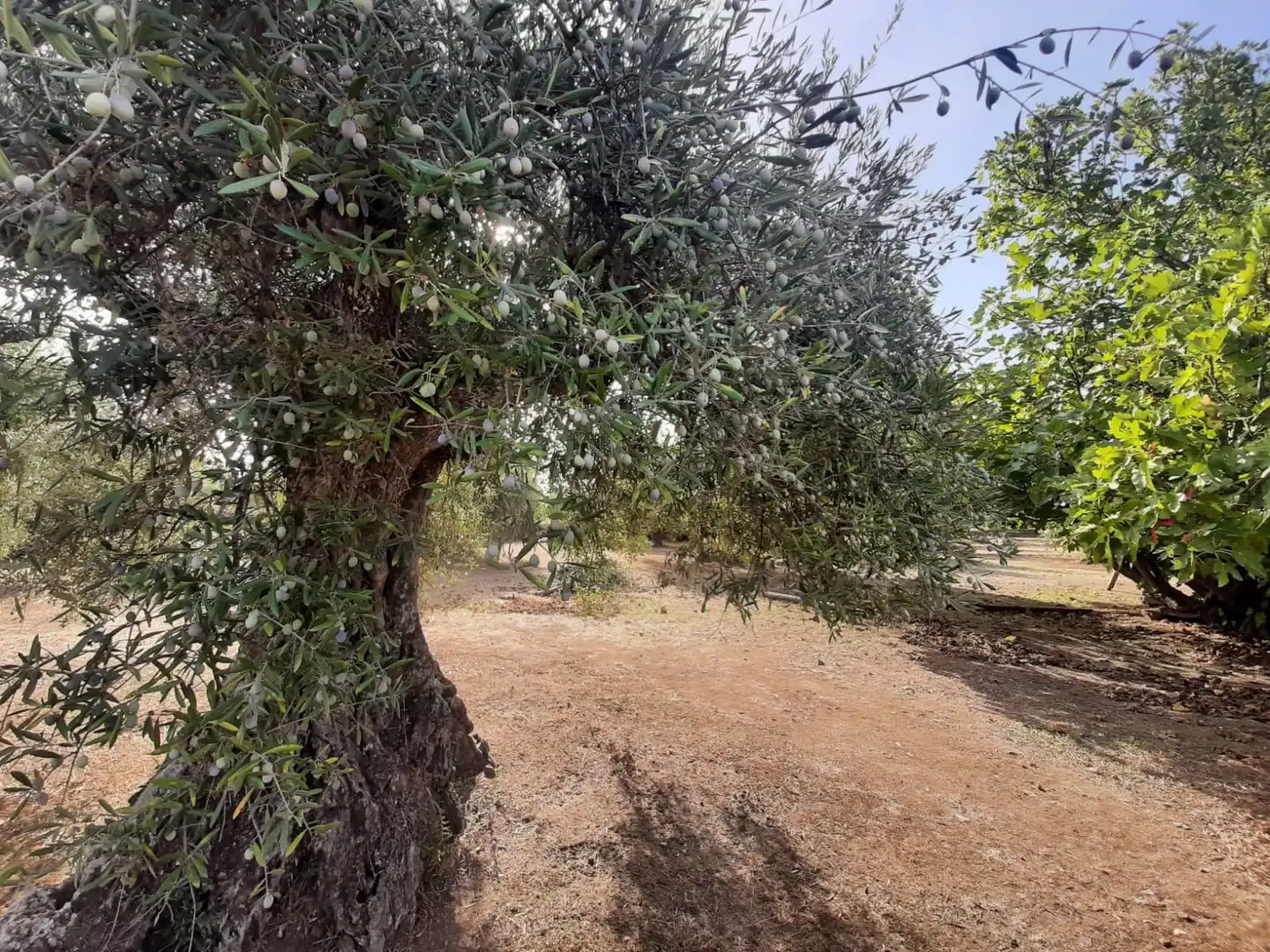 Terreni e lotti in vendita a Torre de Santa María, imagen 16