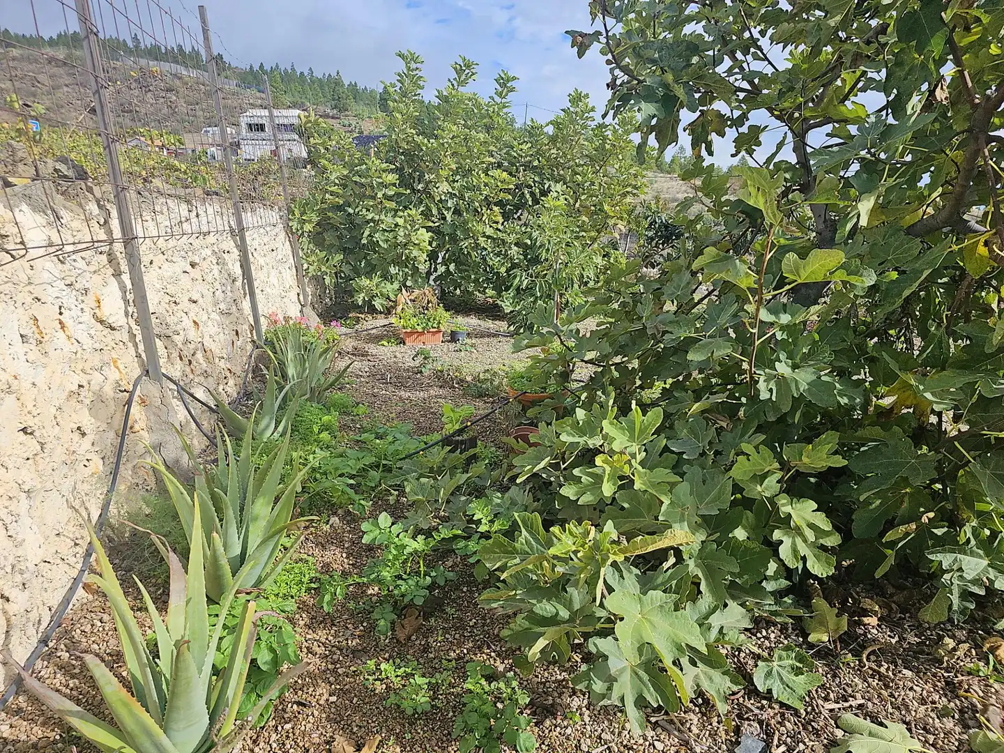Finca rústica en venda en Granadilla de Abona