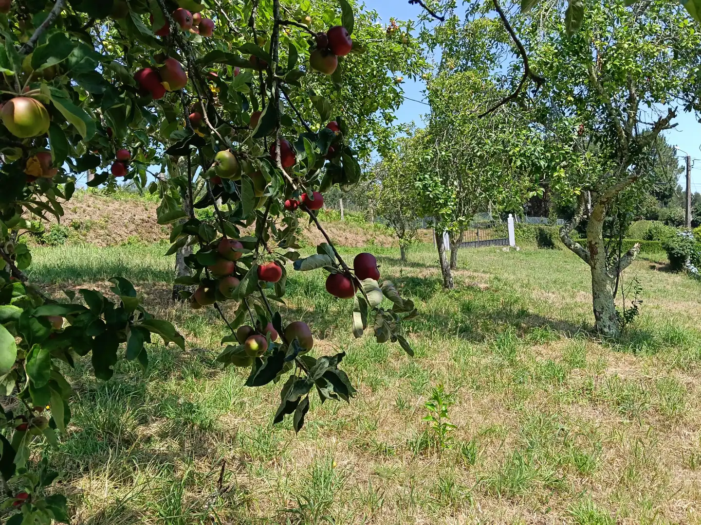Adossat amb jardí en venda a Cesuras, imagen 17