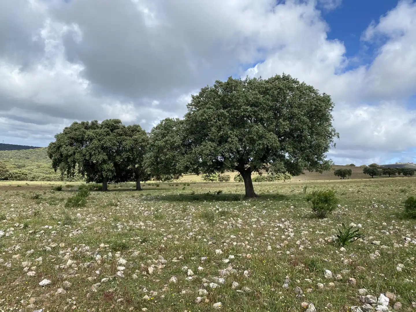 Terreno en venta en Deleitosa