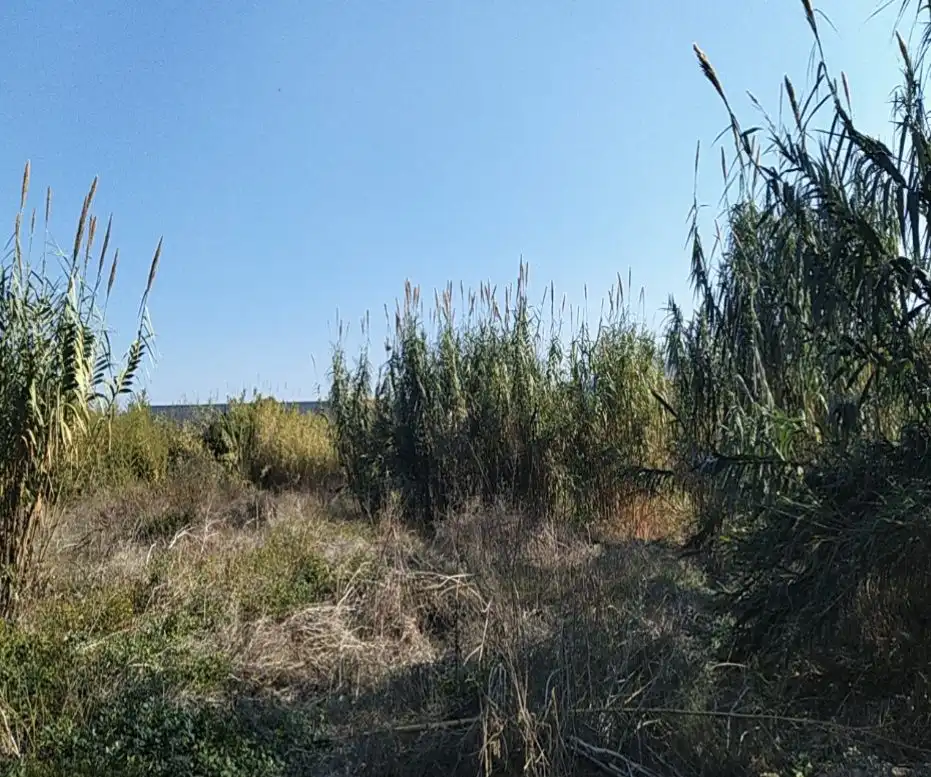 Terreny residencial en venda a LA ALBERCA, imagen 3