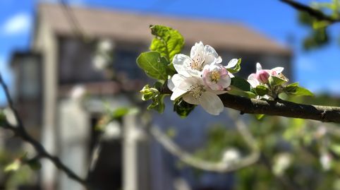 Foto 4 de Casa o chalet en venta en Quinteiro, A Baña , A Coruña