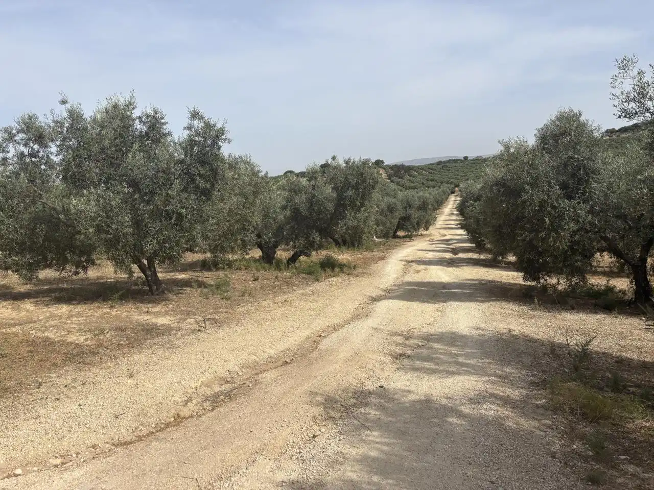 Finca rústica en venta en Diseminado Poligono 240, 29, Bobadilla - Bobadilla Estación - La Joya