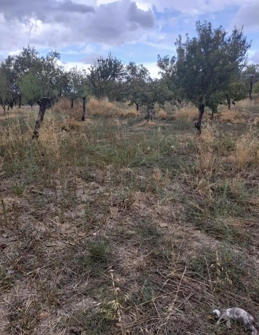Lands and plots for sale in Lanteira, imagen 2
