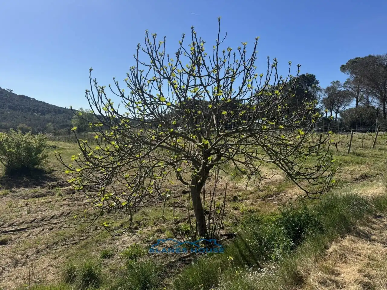 Terreno rustico in vendita a Calle Bosch Rabasa 1, imagen 7