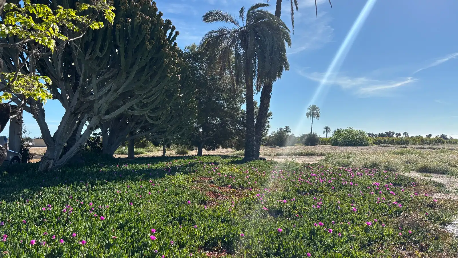 Houses for sale in Elche / Elx