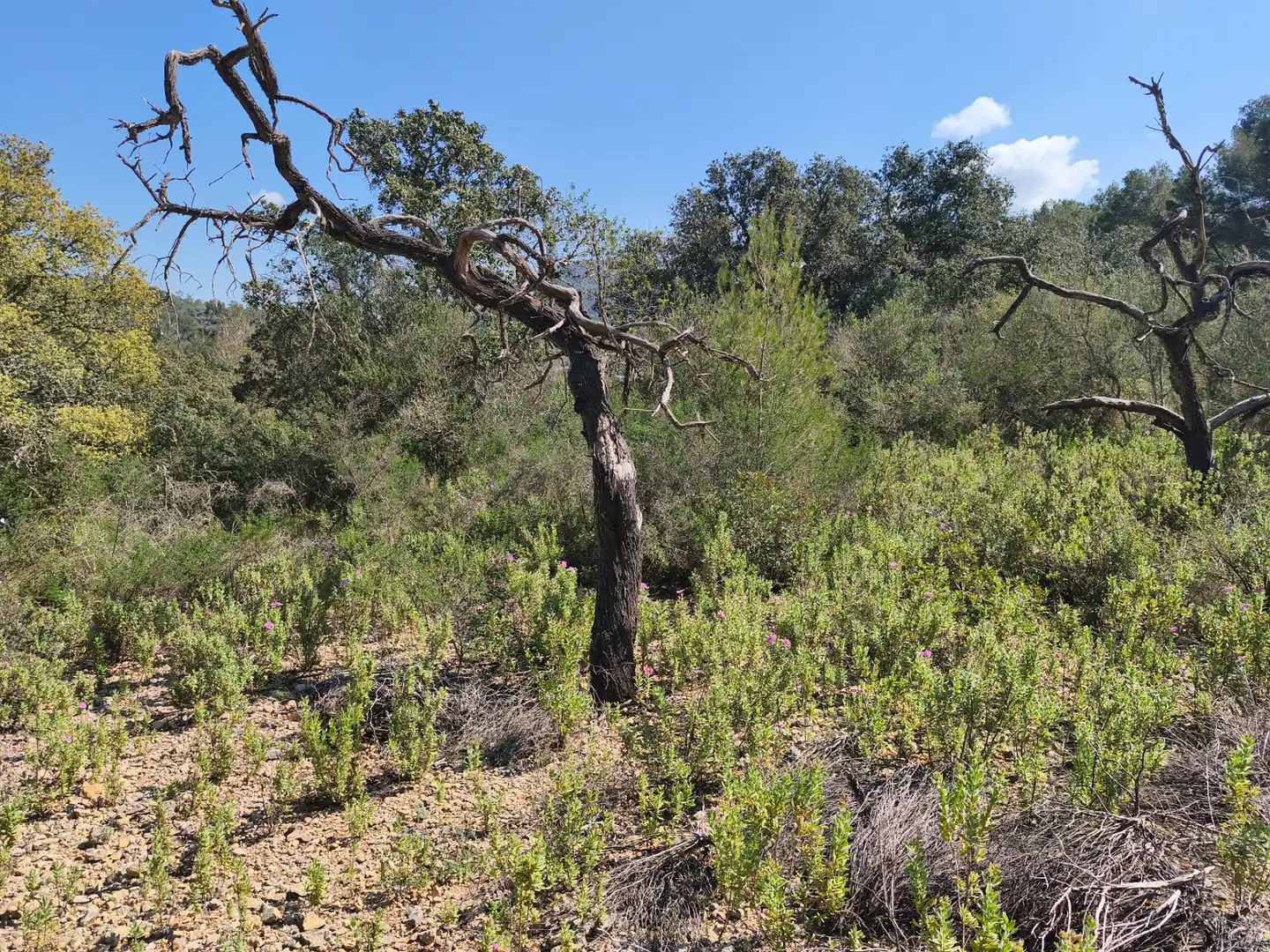 Terreno rustico in vendita a Algaida, imagen 8