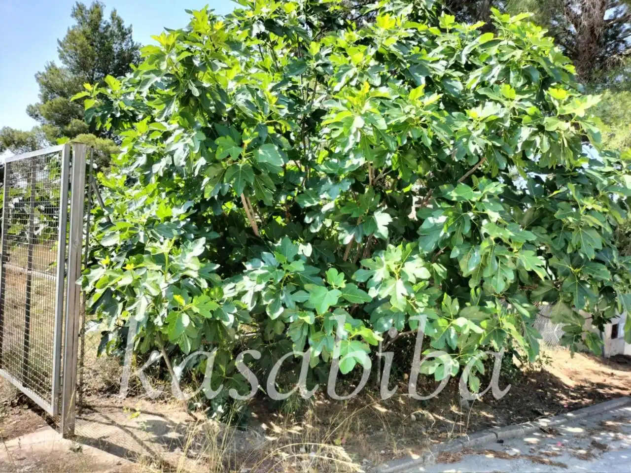 Residential land for sale in Urbanizacion SAN GERARDO, CALLE LIEBRE, imagen 4