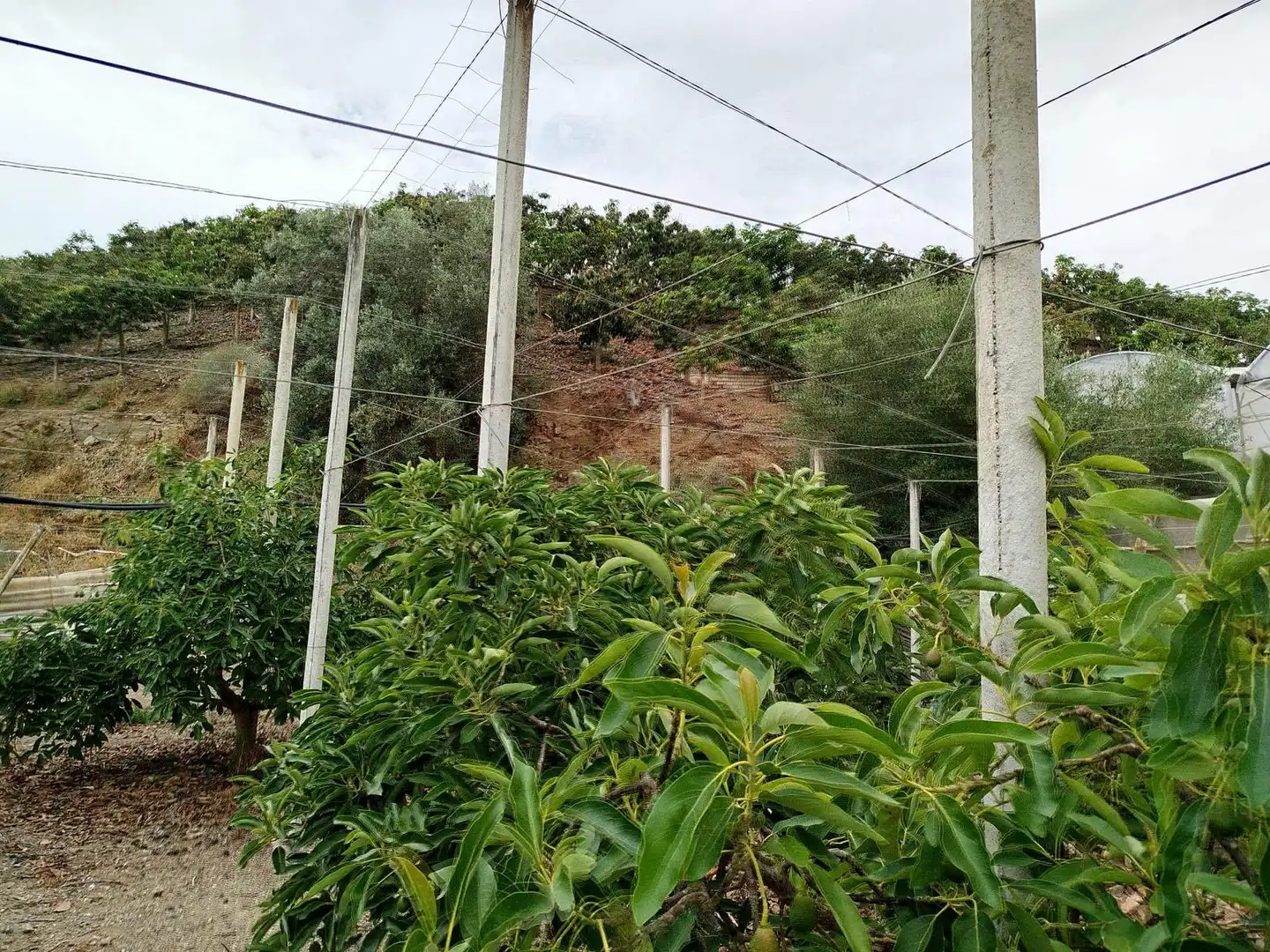 Terrain rustique à vendre à Vélez-Málaga ciudad, imagen 35