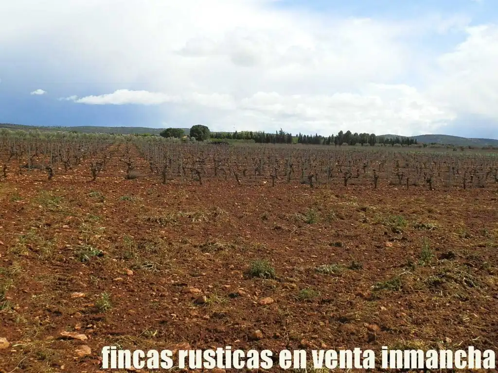 Terreno rustico in vendita a Pozuelo de Calatrava, imagen 9