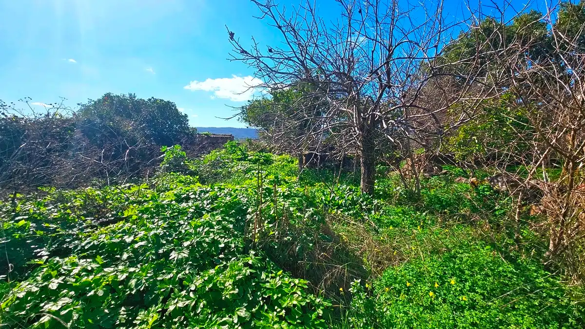 Casa o chalet en venta en Cañaveral de León