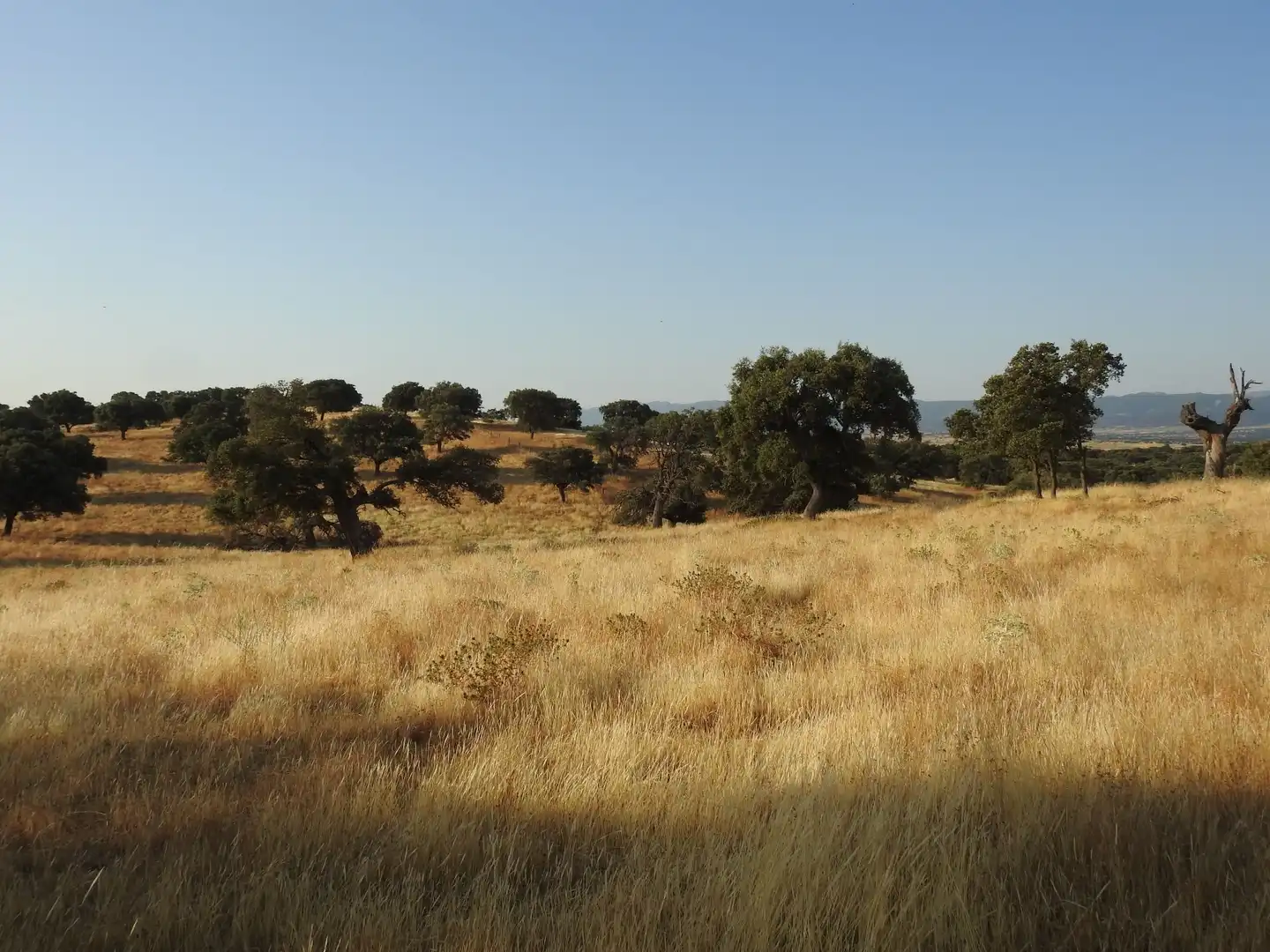 Land for sale in Villar del Pedroso