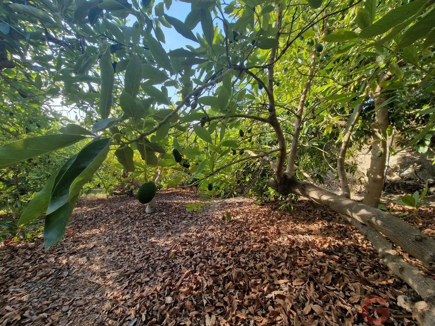 Finca rústica en venda a Centro