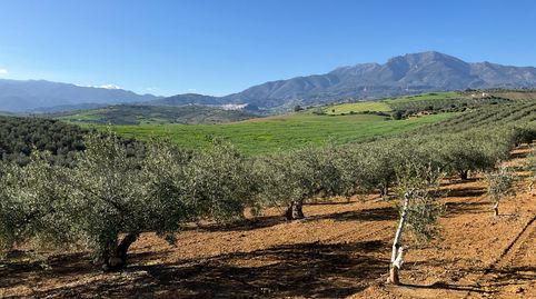 Terreno con olivos de secano, imagen 3
