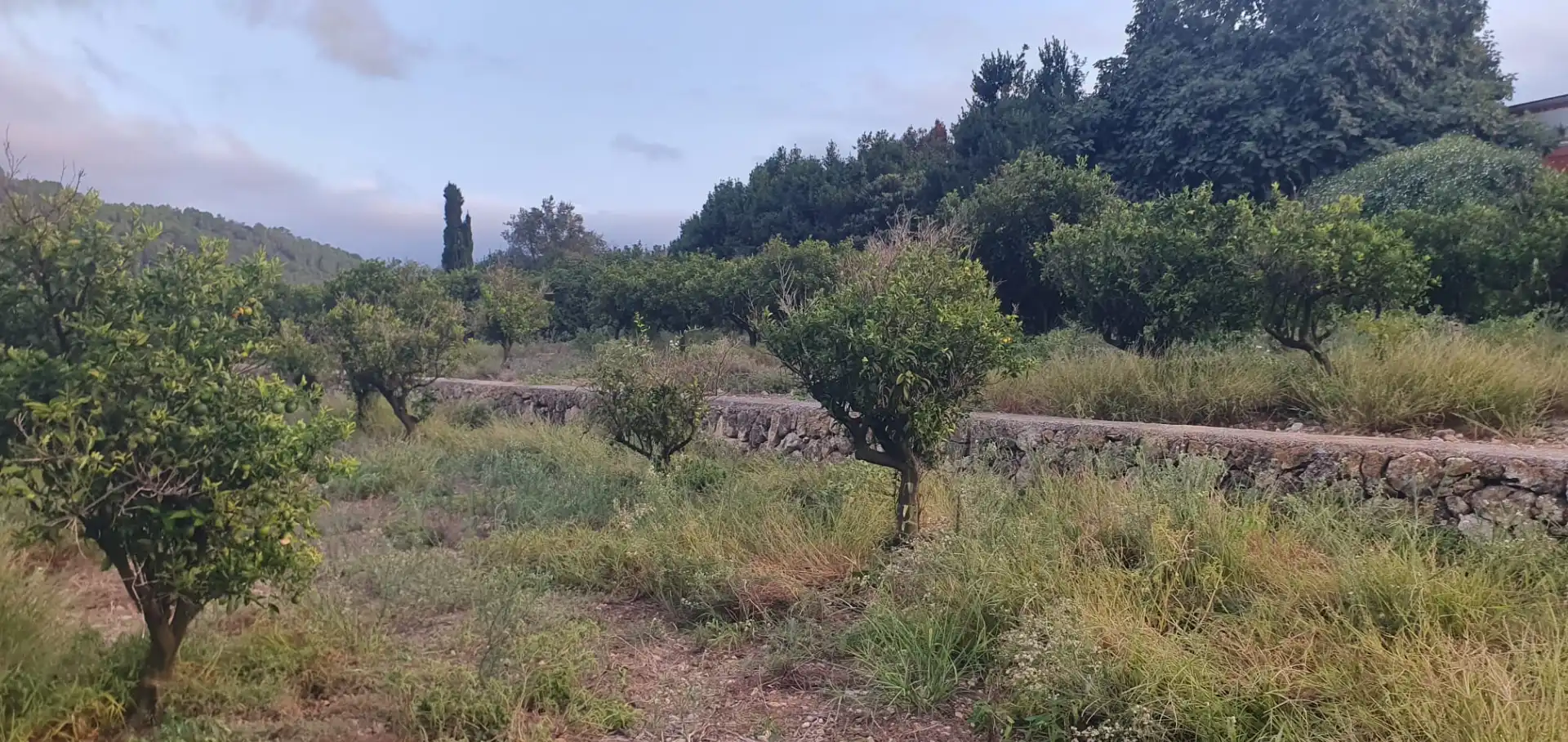 Terreny rústic en venda a Camí Sanchis, imagen 11
