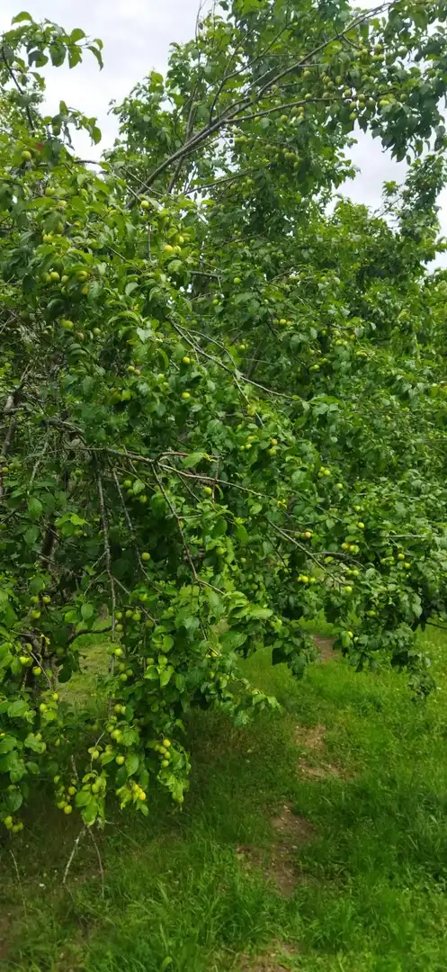 Jardí de Casa o xalet en venda en Pesaguero amb Calefacció, Terrassa i Moblat