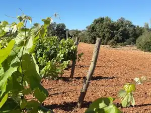 Vista exterior de Terreno en venta en Santa Oliva