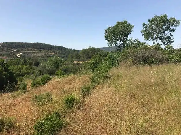 Terreny rústic en venda a C/ Partida del Llano, imagen 2