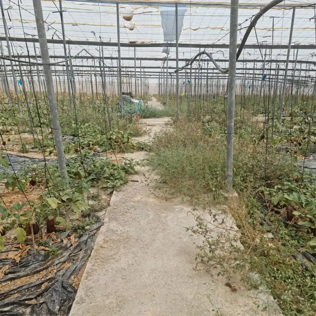 Finca rústica en venda en Motril