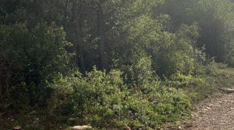 TERRENO AGRICOLA, immagine 2