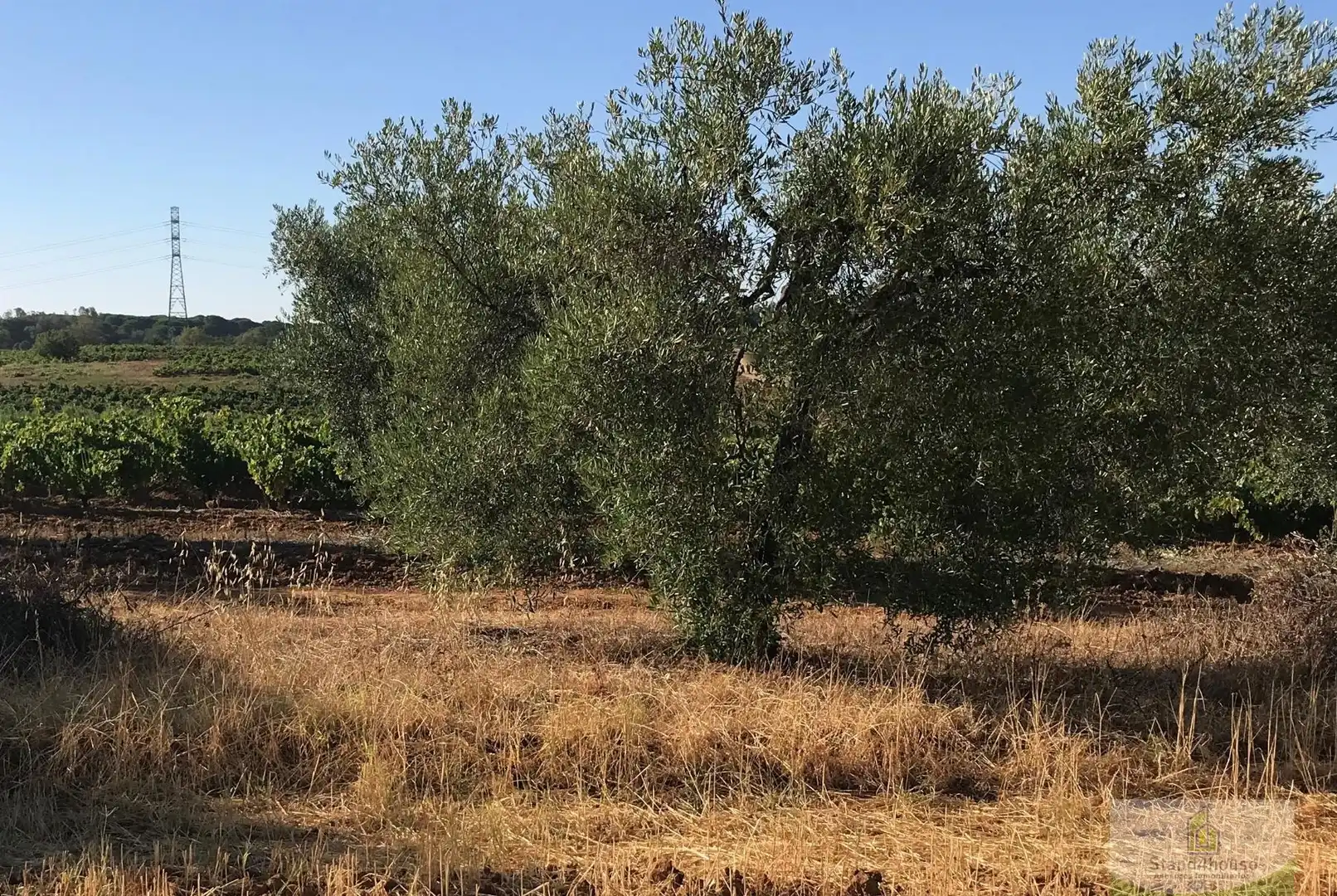 Finca rústica en venta en Chucena