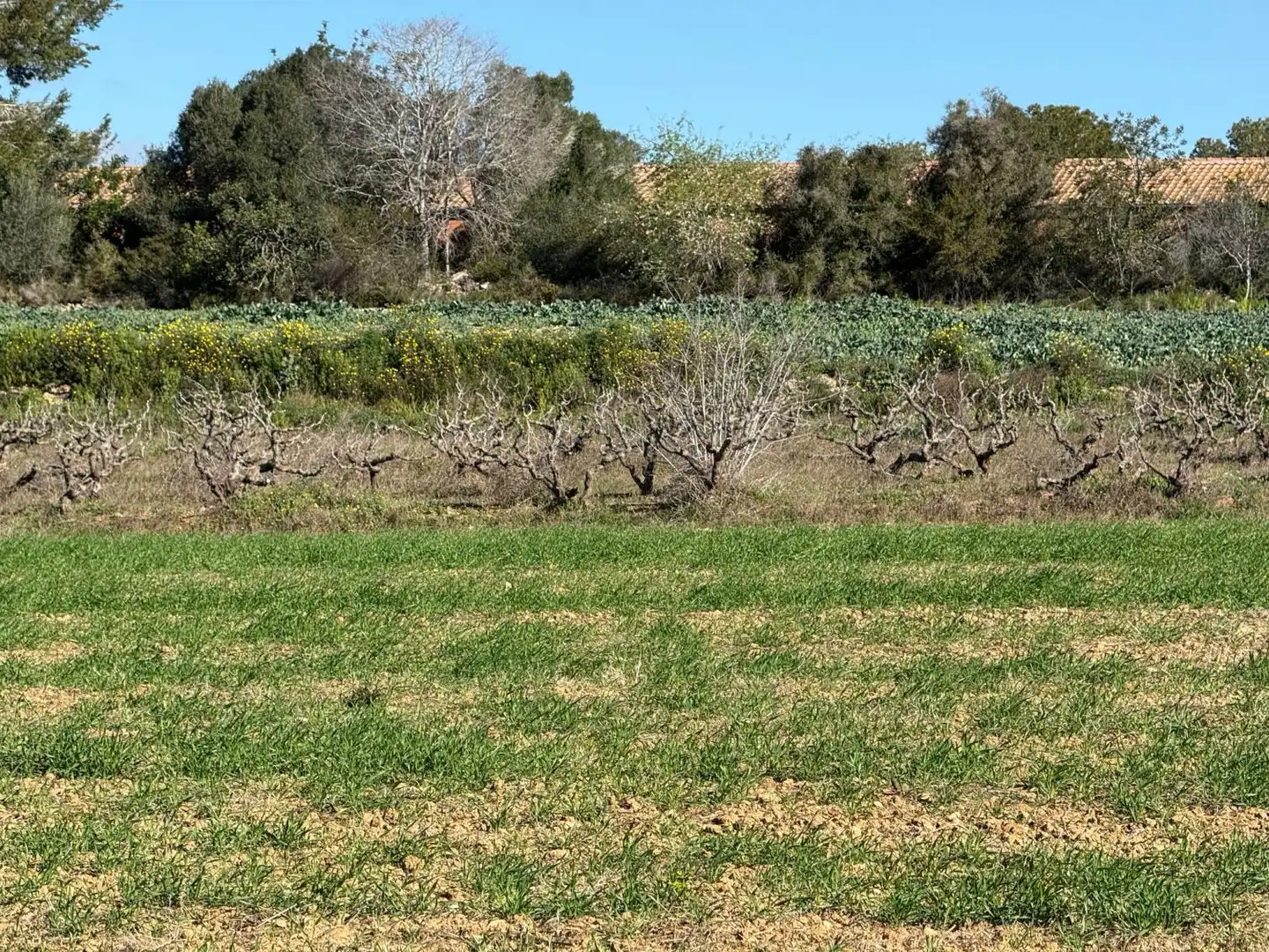 Finca rústica en venda a Puigpelat
