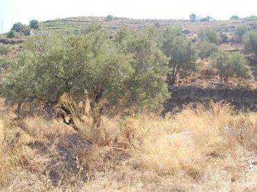 Terreno residenziale in vendita a Cómpeta