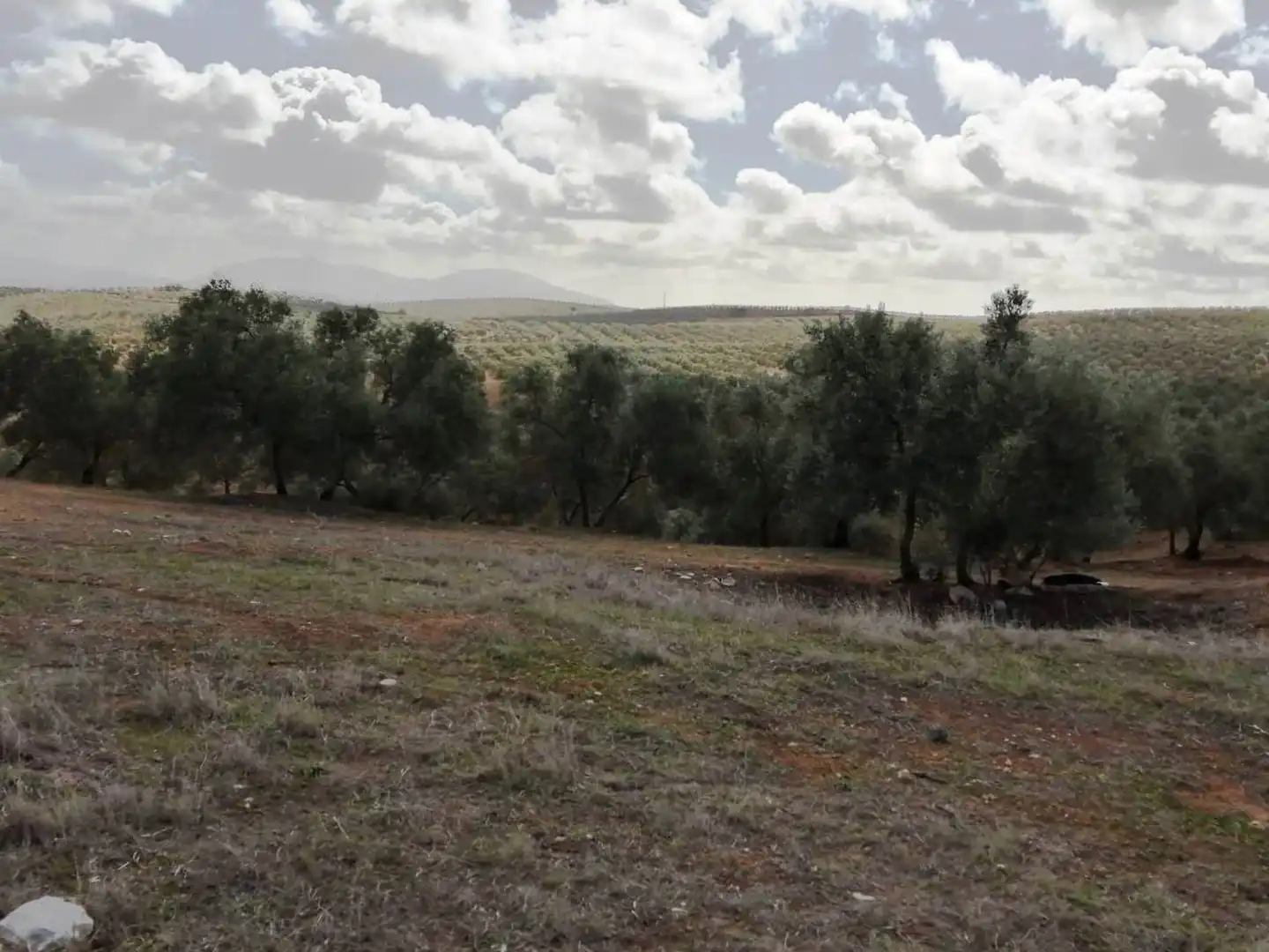 Terrains et parcelles à vendre à Campillos, imagen 14