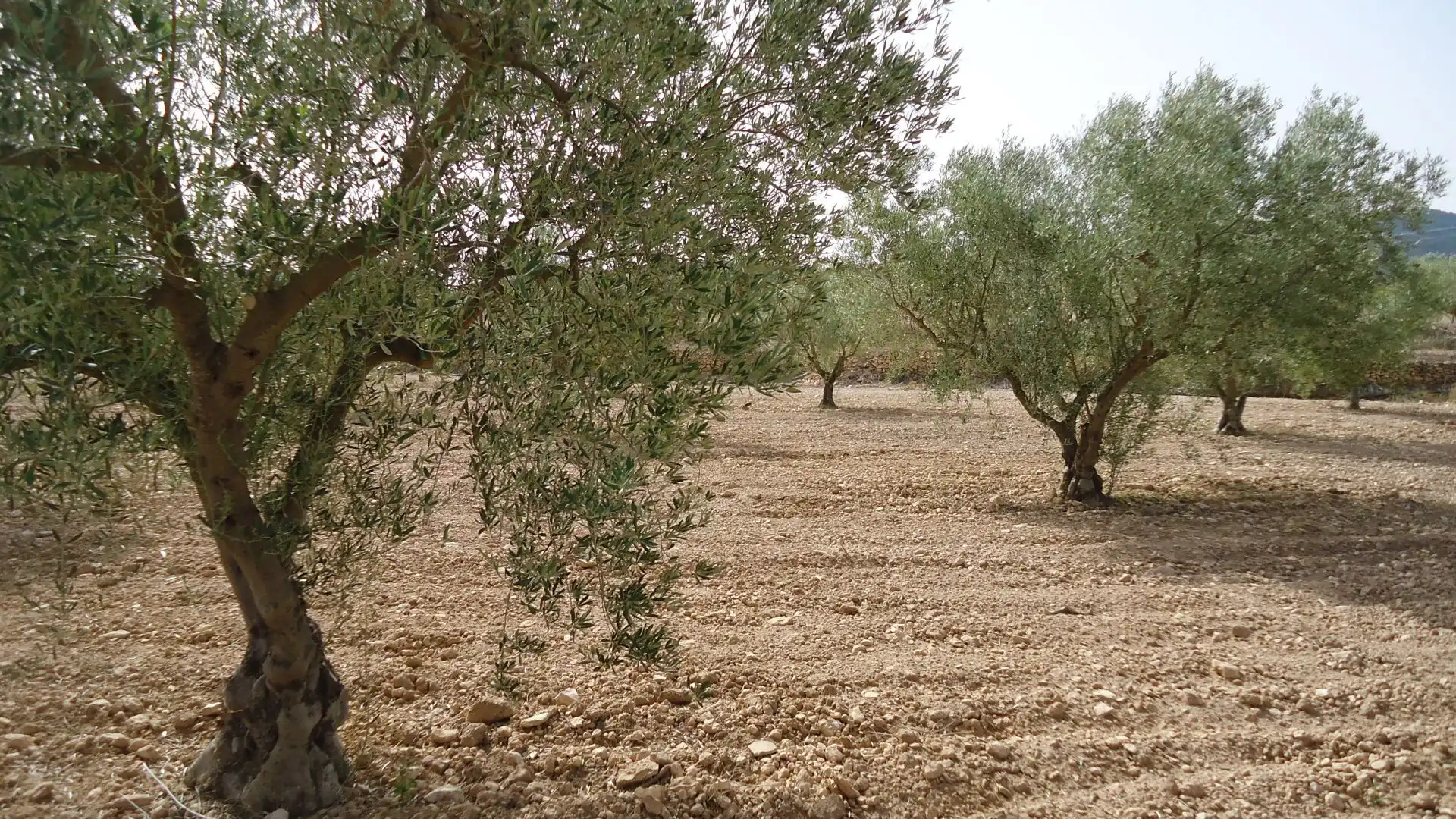 Rustikales Grundstück zum Verkauf in Jumilla, imagen 8