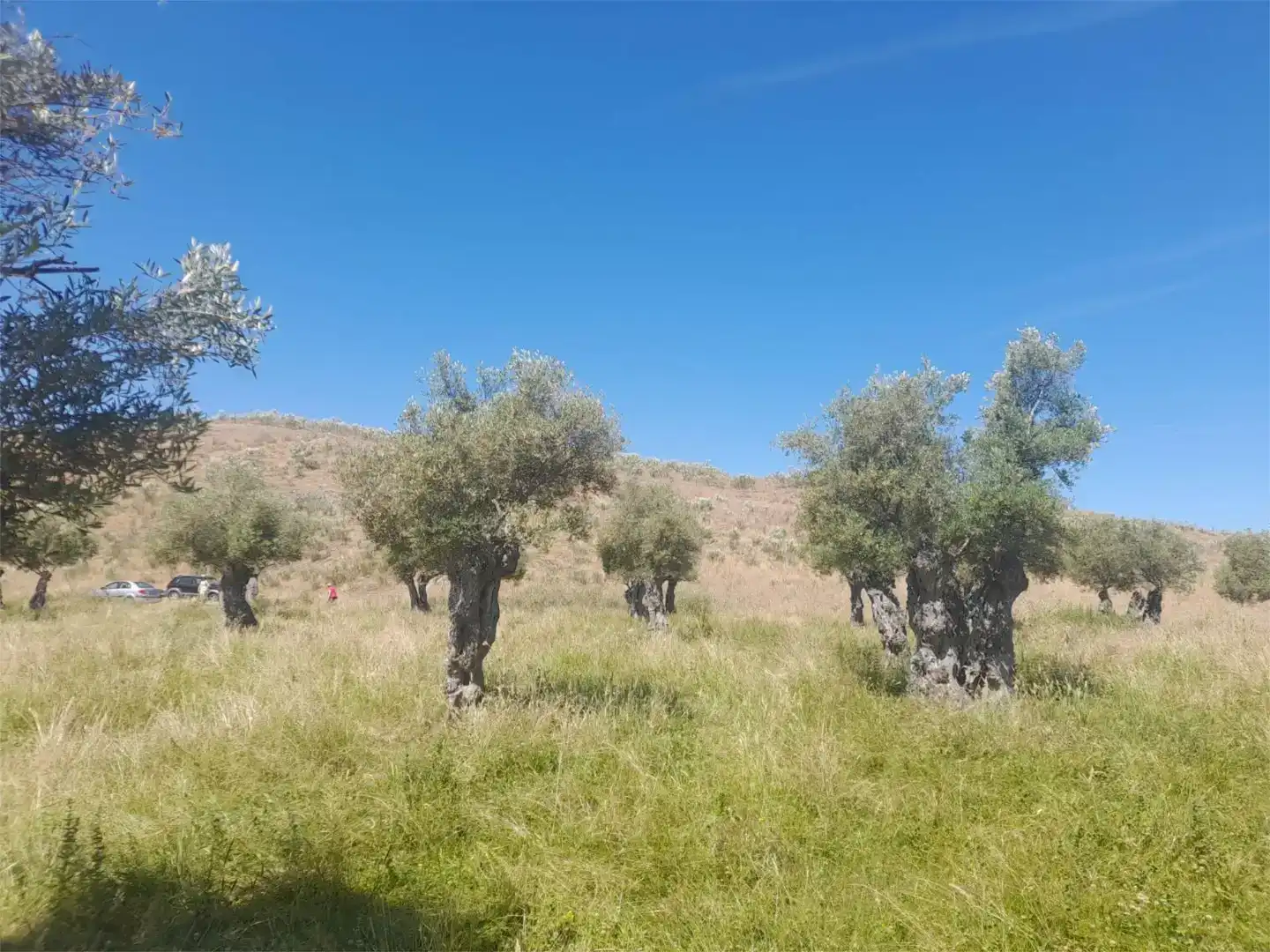 Terreno en venta en Casillas de Coria
